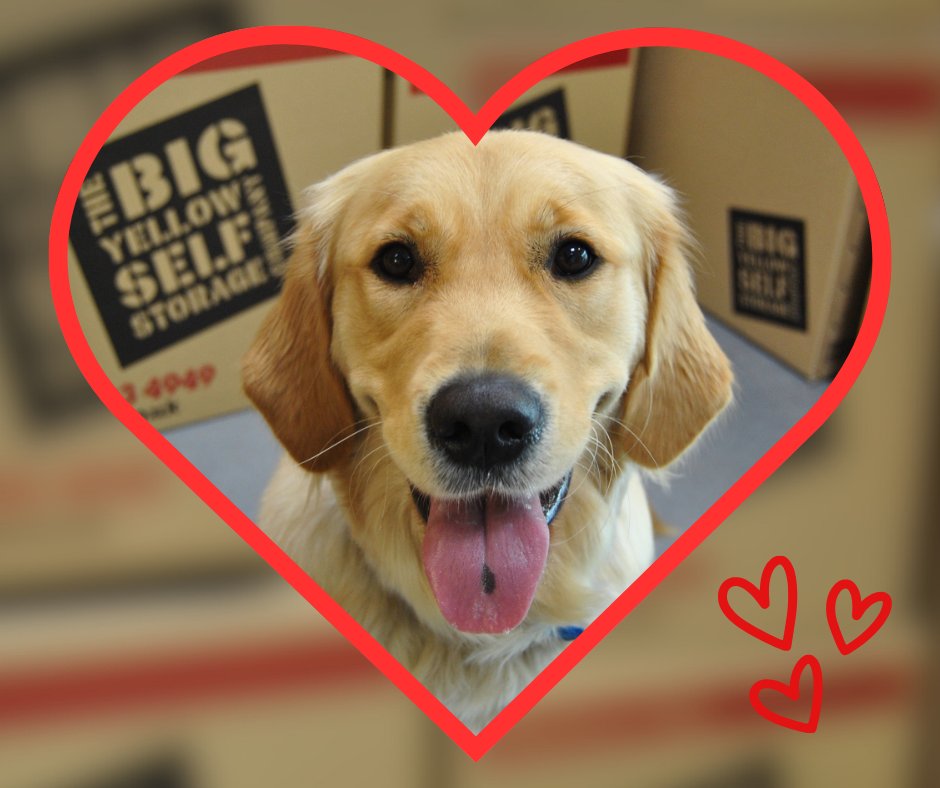 Support Dogs tweet media