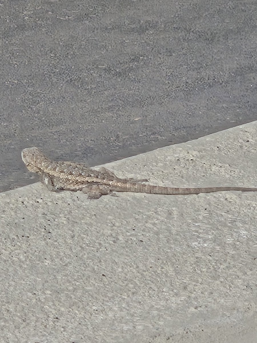 Rigoroni1's tweet photo. @TravisGrove4 @AdvancedCEO Have a lizard. Cry about it https://t.co/JUxnHWKT2Z