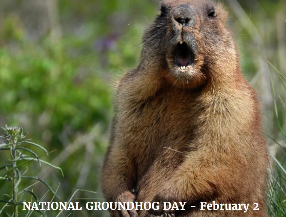 MataLibrary tweet media