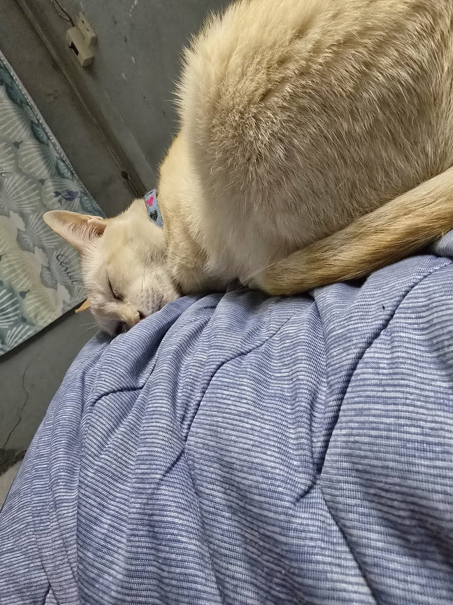 วันนี้วอแวทั้งวันไม่พอ เทอยังจะยึดหมอนฉันอีกเร๊อะ!!!!!!