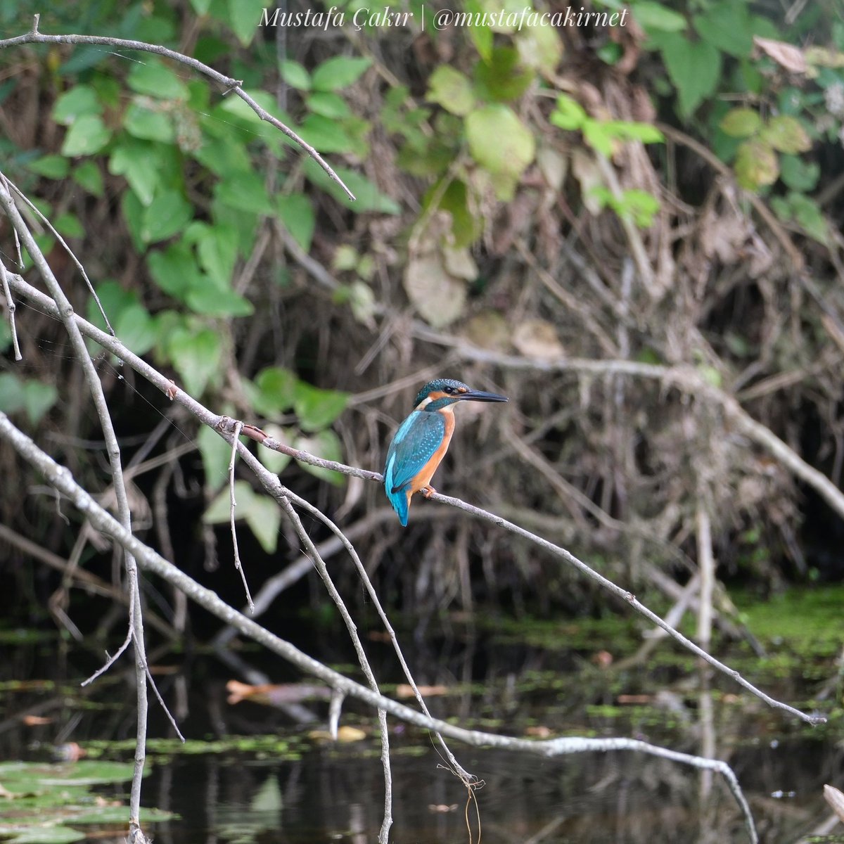 2 Şubat Dünya Sulak Alanlar Günü.
Yaşasın Kuzey Ormanları.