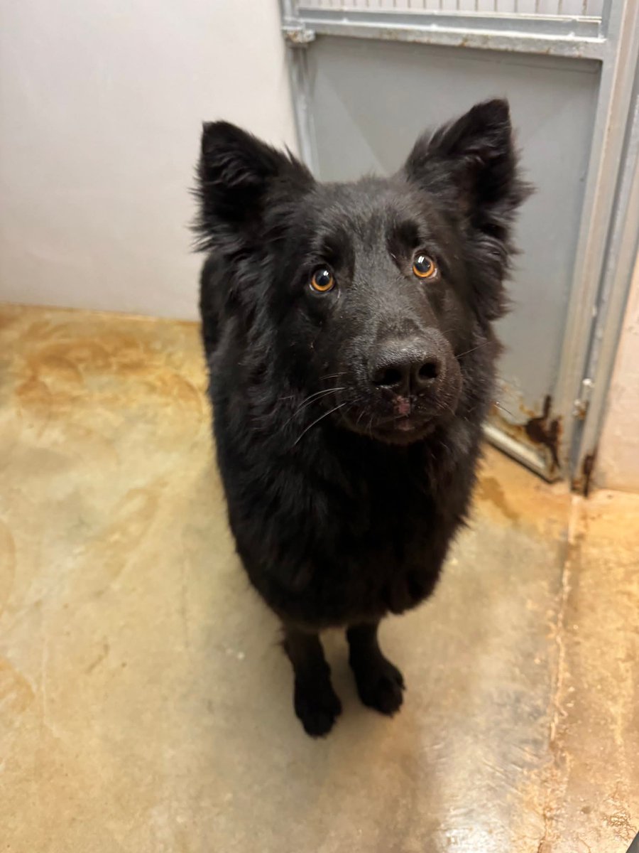 Ricevo,Nuovo ingresso del Canile Sanitario di BARI - Nati per Amarti OdV.
Femmina, giovane adulta, 25 kg circa, un incanto.
Accalappiata con catena al collo, socievole con le persone. 

Da innamorarsene perdutamente. 
3488621266 arriva ovunque