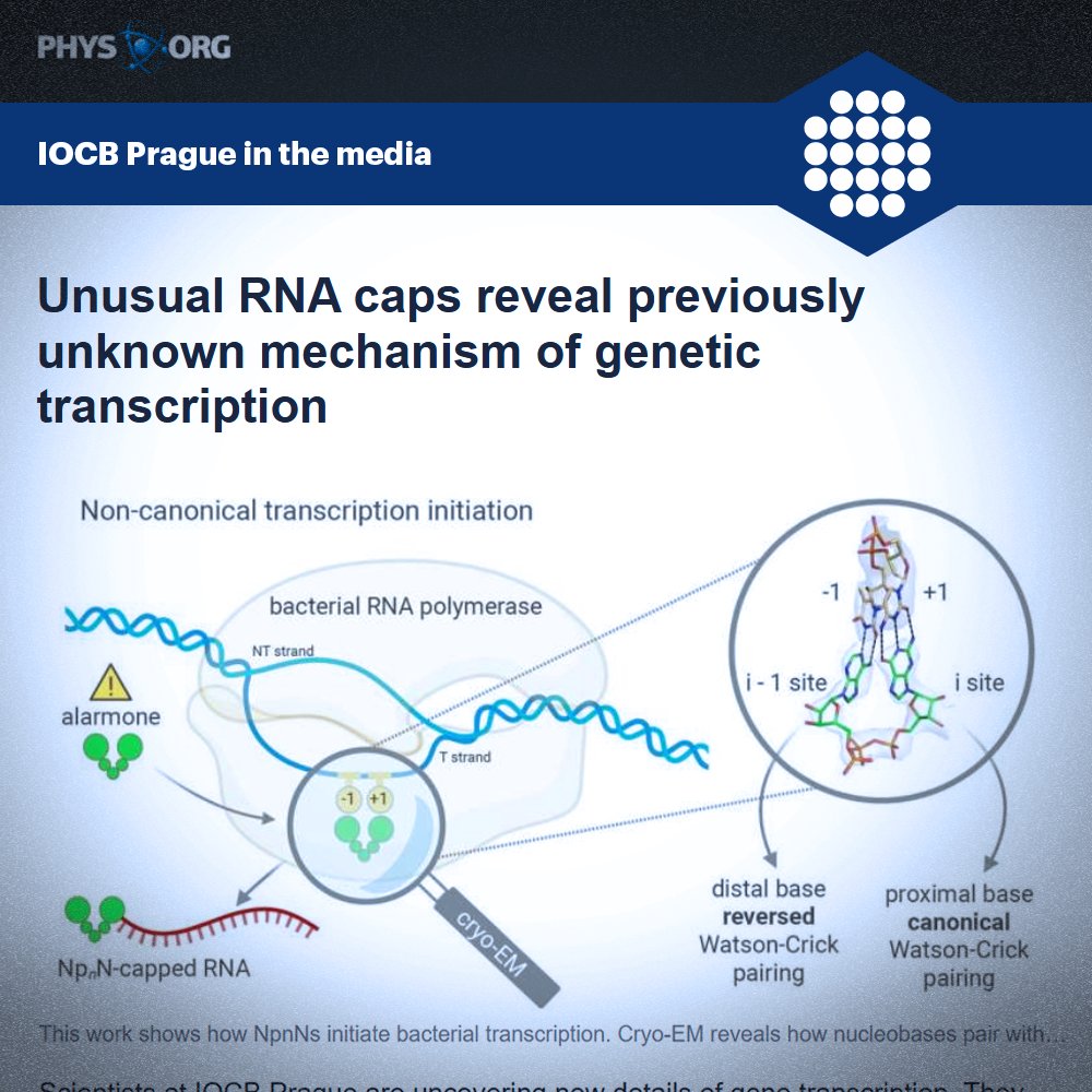 IOCBPrague's tweet photo. 🔬 Research by @CahovaB that revealed an unexpected mechanism of genetic transcription via unusual RNA caps was picked up by @physorg_com.
See more ► https://t.co/UNnSBJ2Fr4 📲
#research #RNAcaps https://t.co/8ehVWw9G7v