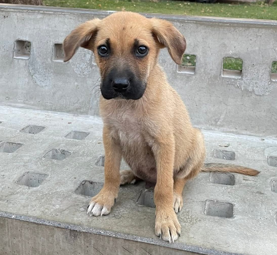 Lo abandonaron anoche. Fue encontrado solito en una plaza y estaba muy asustado. Si deseas darle un hogar para siempre, comunícate al +56973421307. Favor RT!
#Santiago