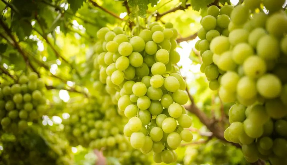 BiologicalsLat's tweet photo. 🌧️🍇 Sorpresiva lluvia de verano: recomendaciones para enfrentar potenciales enfermedades en uva de mesa
https://t.co/Vumofxsgny https://t.co/kmwwGuvXKu