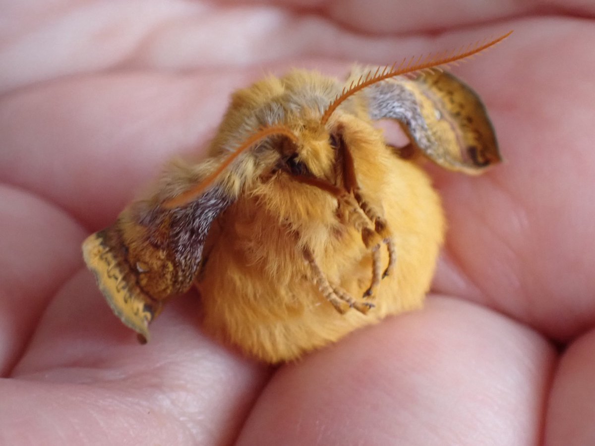 RadianceGlazer's tweet photo. The Pale King is genuinely such a bum bro. 

How do you lose nearly everything to a moth on life support that's just in your head 😭 https://t.co/lf1sFrysab