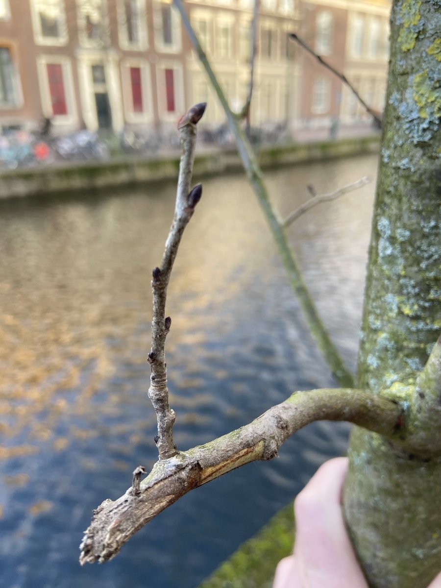 Eduard AJ Groen tweet media