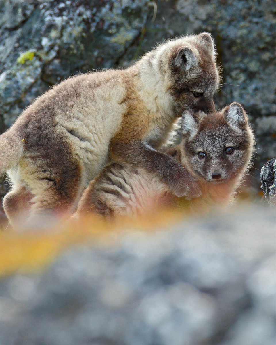 Secret Atlas tweet media