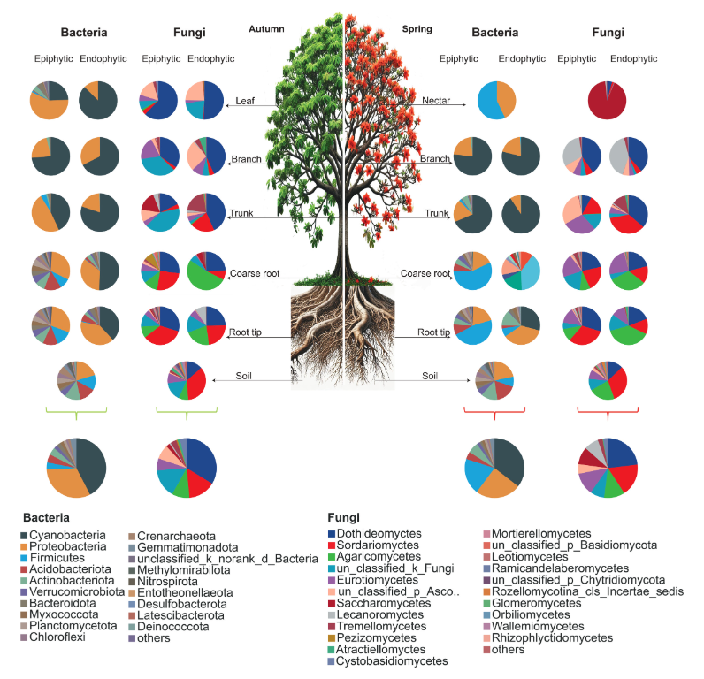 ASMicrobiology's tweet photo. #MicrobiologyMonday: Bacteria and fungi living on and inside Bombax ceiba (a tropical tree) shift dramatically with the seasons and habitat. The findings, published in #JournalSpectrum, have implications for sustainable agriculture and conservation. https://t.co/8dPyyR5Glf https://t.co/wTCWeZ7pe9