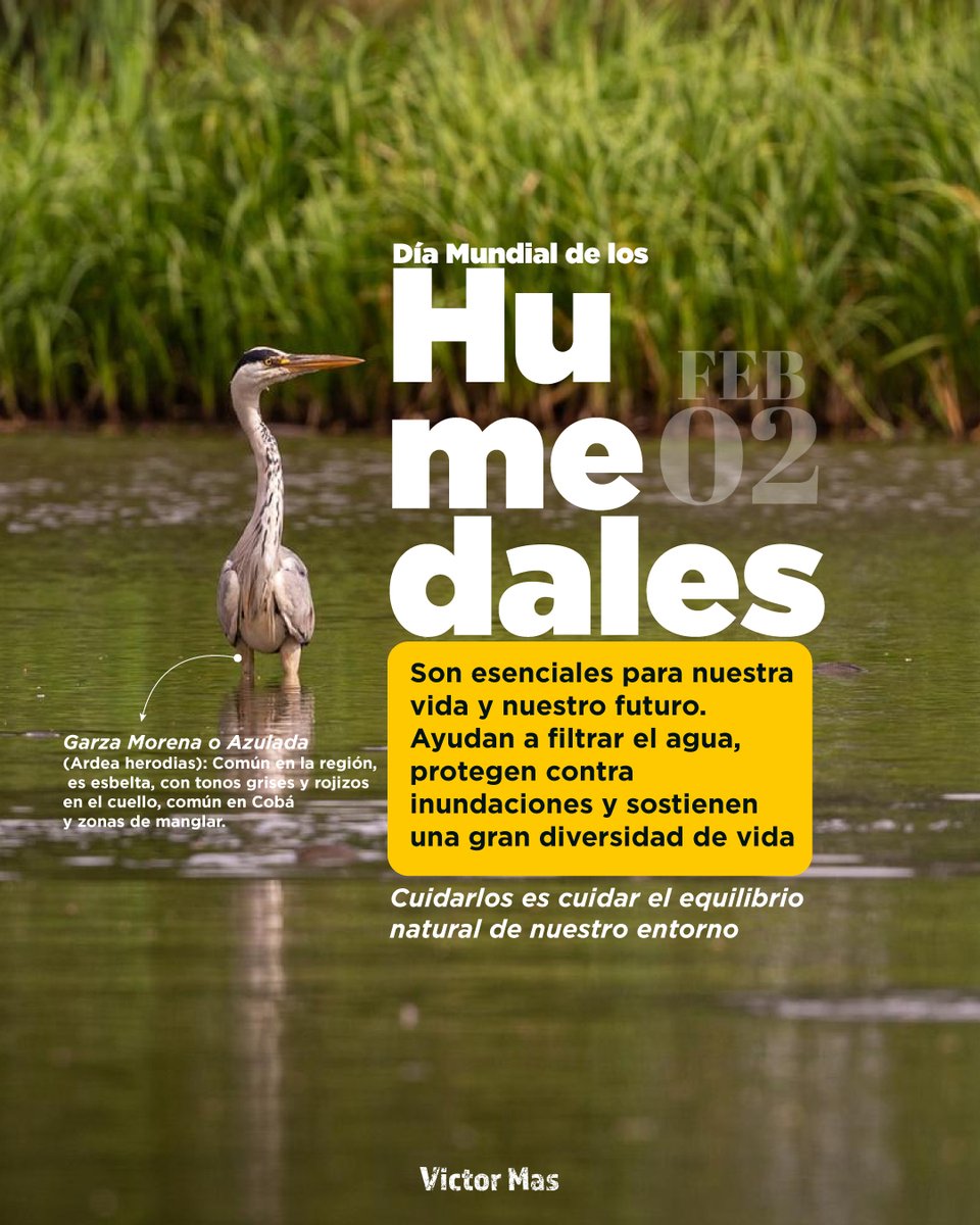 Los humedales sostienen el equilibrio de nuestro entorno 🌿💧. Son parte silenciosa de la naturaleza que protege el agua, la vida y la tranquilidad de nuestras comunidades.
 
Reconocer su valor es el primer paso para respetarlos y cuidarlos. Recordemos que su conservación es