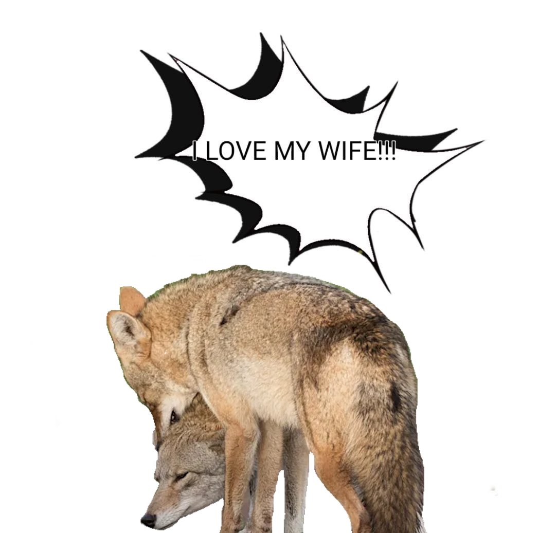 YotieYips's tweet image. Typing yes to affirm getting a wife in 2026