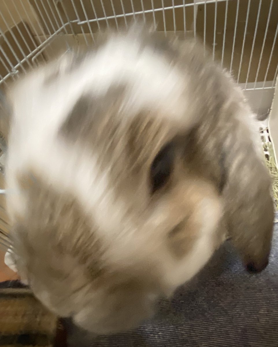 usachan_25's tweet photo. お久しぶりに...

去年はモル🐹のいくらが亡くなり、
らて🐰は実家の母の元へ、
代わりにいくらくんの兄弟が2匹やってきました🐹しろ  🐹くろ

もぐ🐰はﾔﾝﾁｬすぎてまるで犬🐶
すだれ🐰は6歳くらいになるけど元気もふもふ💭

我が家もいろいろ入れ替わりました！
またたまに写真あげようかな🥹 https://t.co/resnesKQfM