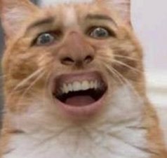 chan978's tweet image. 大人で来る 😵