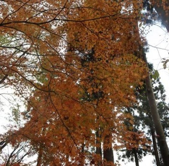 SusanPhillipsB's tweet image. 大人を言う 🍟