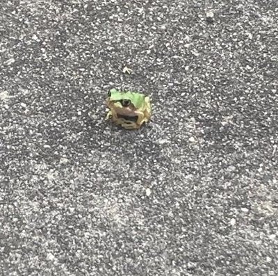 Rustamshik's tweet image. よく旅行を上達する 🐈‍