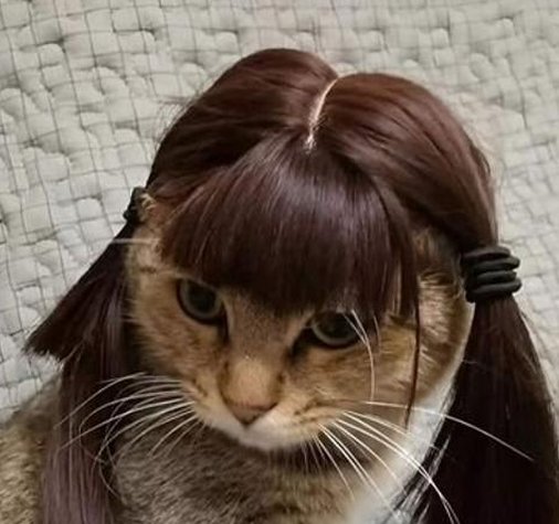 sloth_support's tweet image. 色が厳しい 🐵