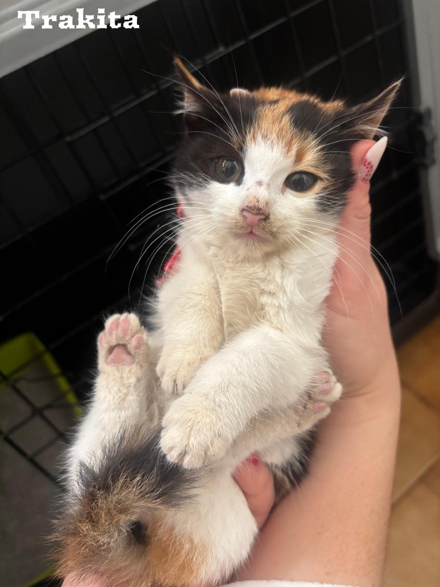 NuevaVidaAdop's tweet image. #madrid 
TRAKITA cachorrita #tricolor de 2 meses 
Simpática,alegre,cariñosa..una delicia gatuna 
Se entrega chipada,vacunada,desparasitada y testada en leucemia e inmuno 
EXIGIMOS protecciones en ventanas y terrazas
CONTACTO📩 facenuevavida@gmail.com 
#cachorros #gatos #adopta