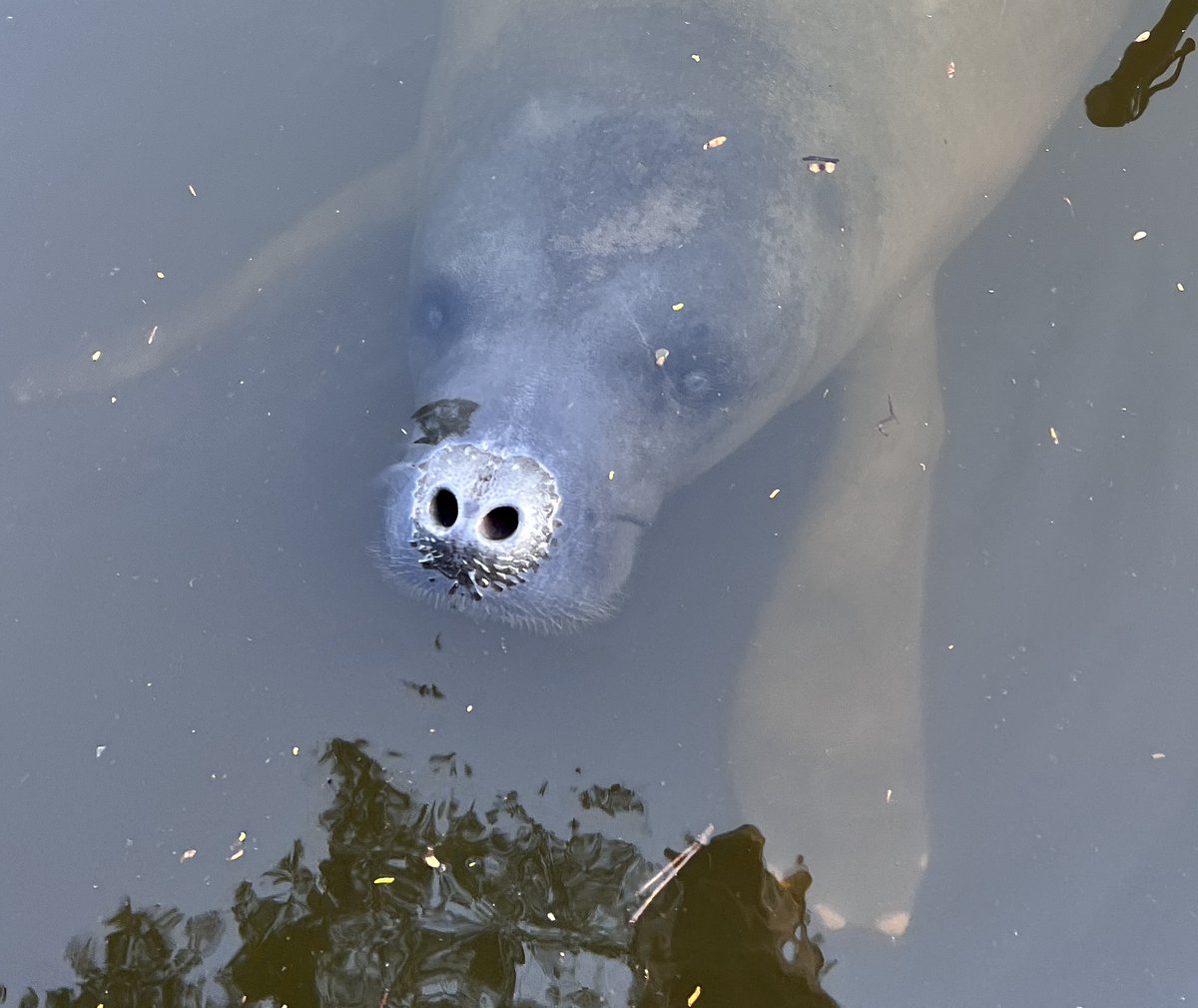 stri_panama's tweet photo. 🍃 Today is #WorldWetlandsDay!

🦆 These #ecosystems provide important habitats for birds, mammals, amphibians, and many more living things. 

🩵 In Bocas del Toro, #Panama, #STRI #scientists are studying manatees and promoting their #conservation.

#Smithsonian #Nature #Science https://t.co/7mAw8FI8e4