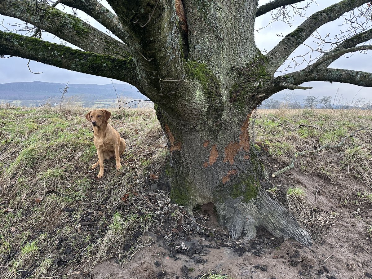 #Beavers have taken their chance to hammer this Oak #Tree .

Recent flood took away the previous wire protection. Have wrapped some Chicken Wire around if just to put them off for a couple of nights but will need to replace with 2.5mm Weld Mesh.

The speed &amp; damage is brutal 😞