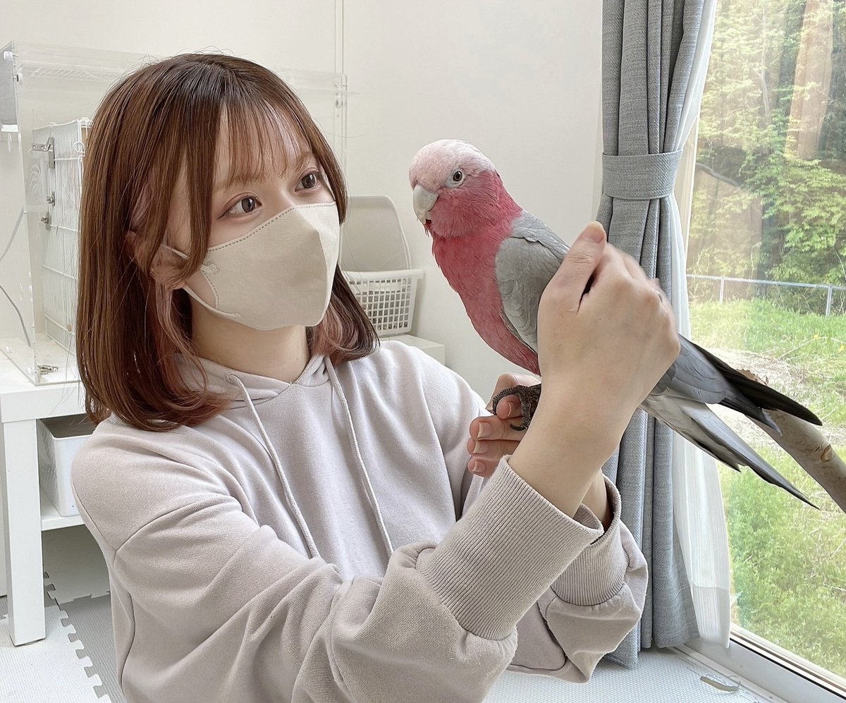 ⁎⁎ 𓅫インコと暮らすあんず 𓅫𓅫 ⁎⁎ tweet media