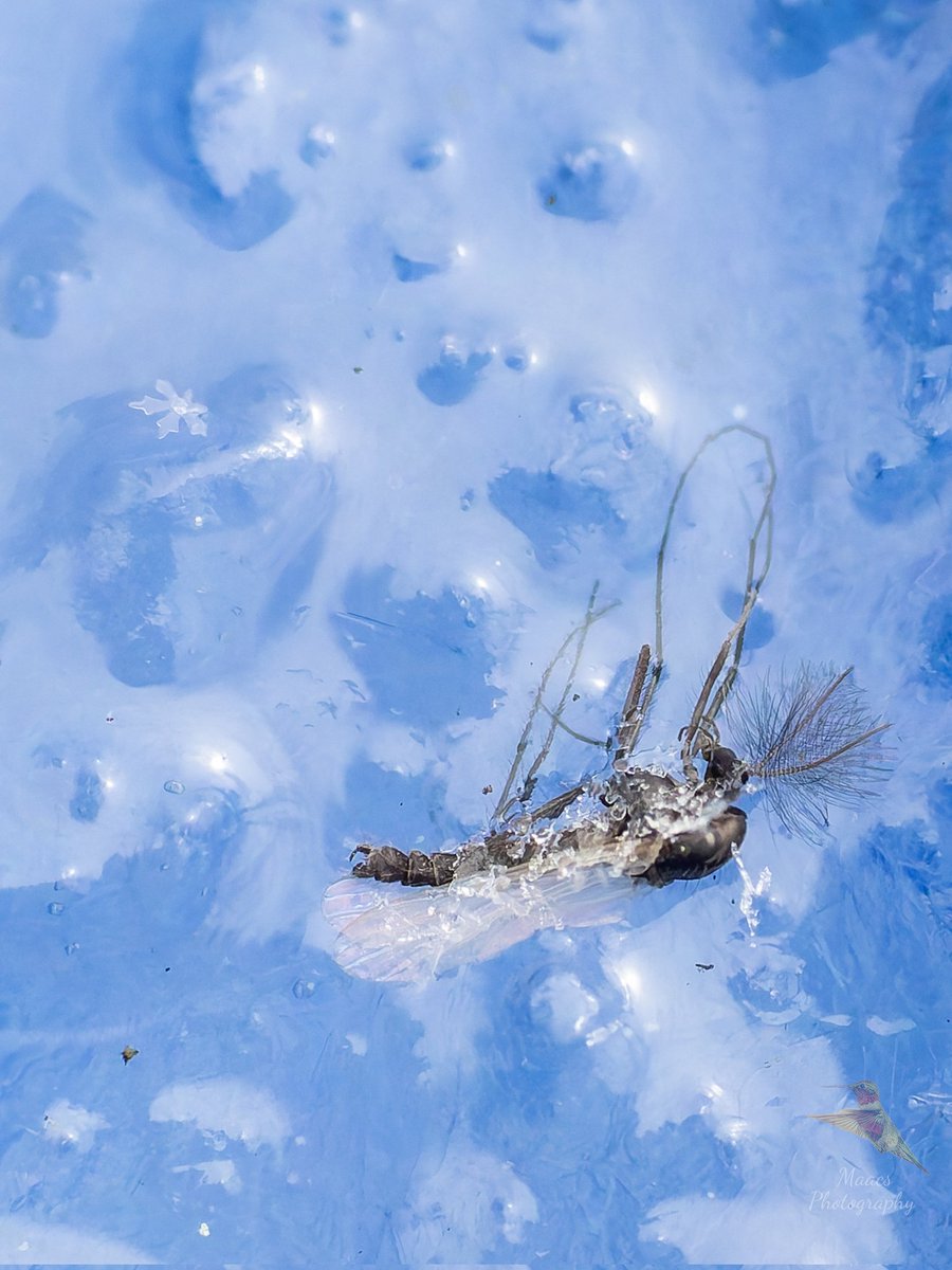 Avian Stalker tweet media