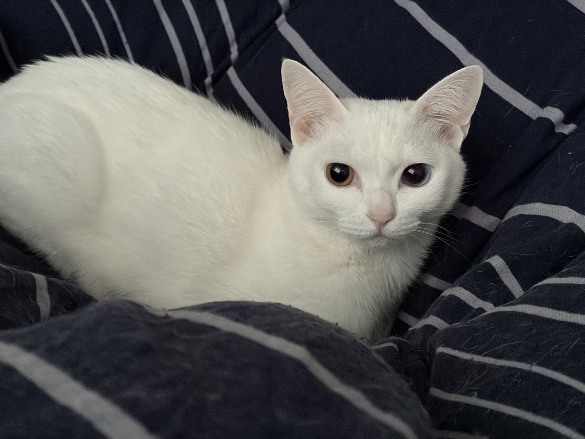 なぬんこ (@neco_chan_666) / Posts / X