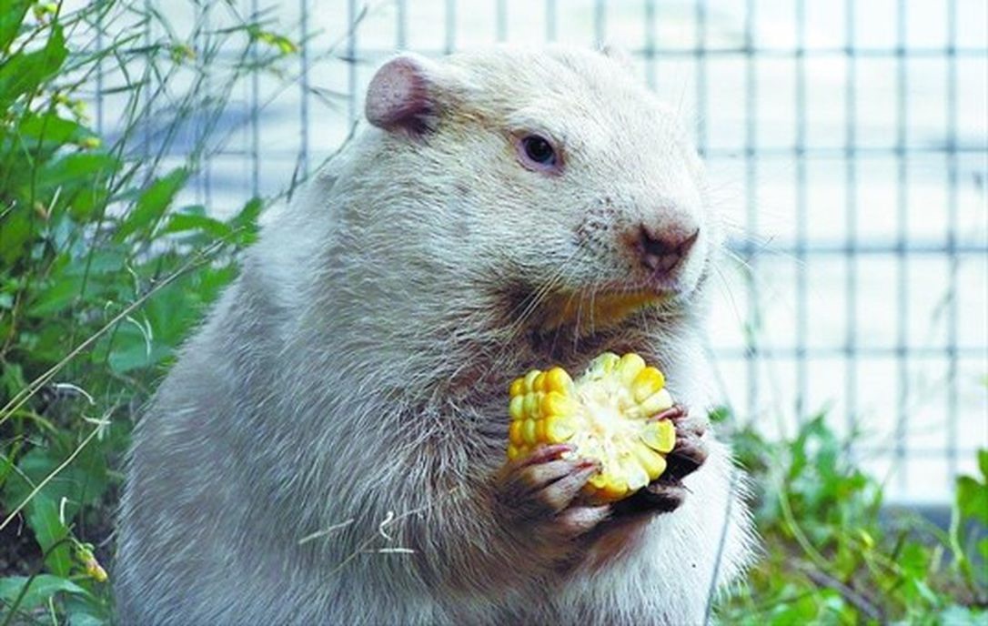 Today is Groundhog Day, and Canada's prognosticating animals have weighed in. Of the group of seven, including groundhogs, marmots, and a lobster predicting the weather, we agree with the majority, including <a href="/LucyLobsterNS/">LucyLobster</a>: it will be an early spring!