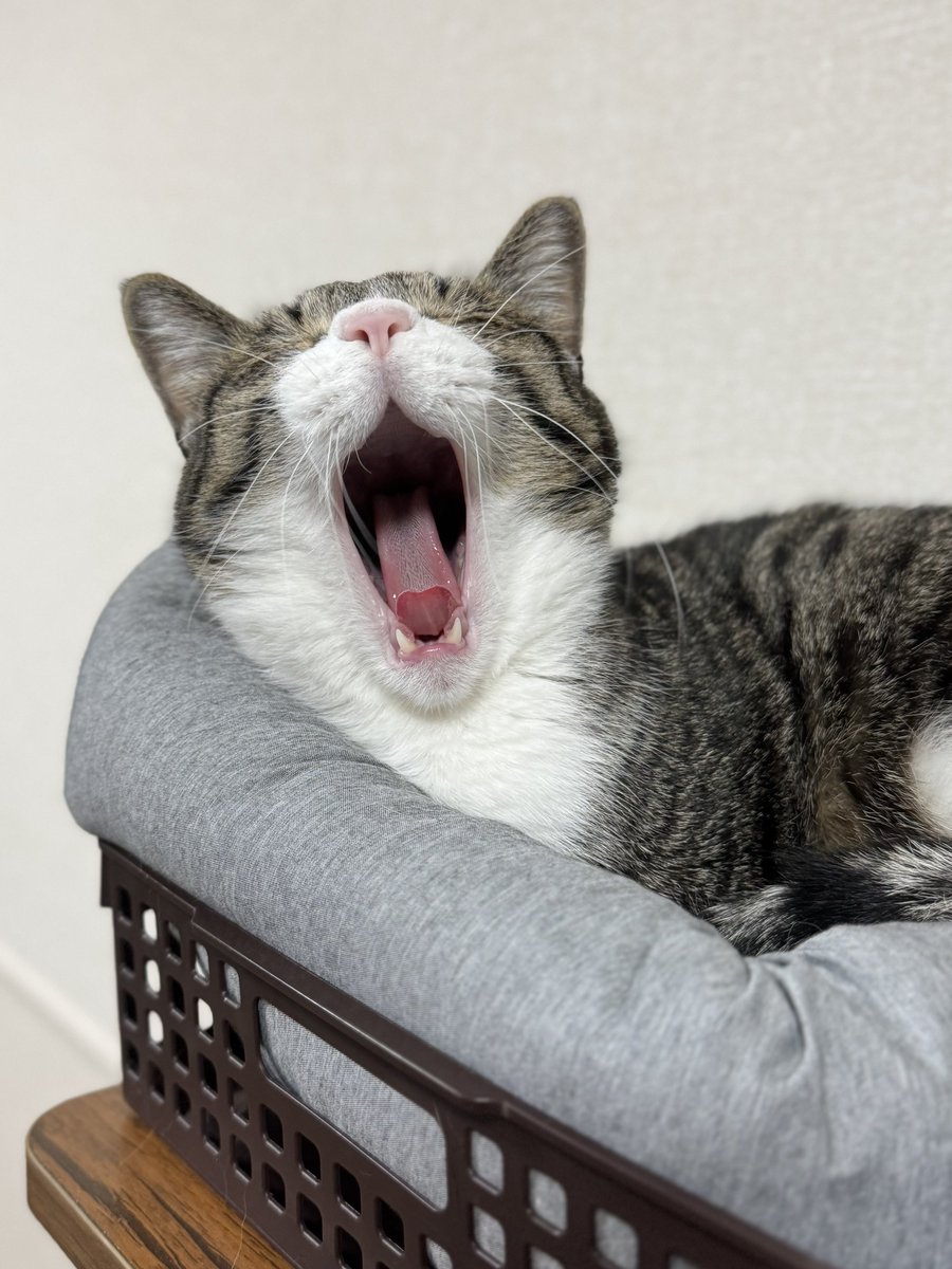 ぎんのねこ (@ginnonekoch) / Posts / X