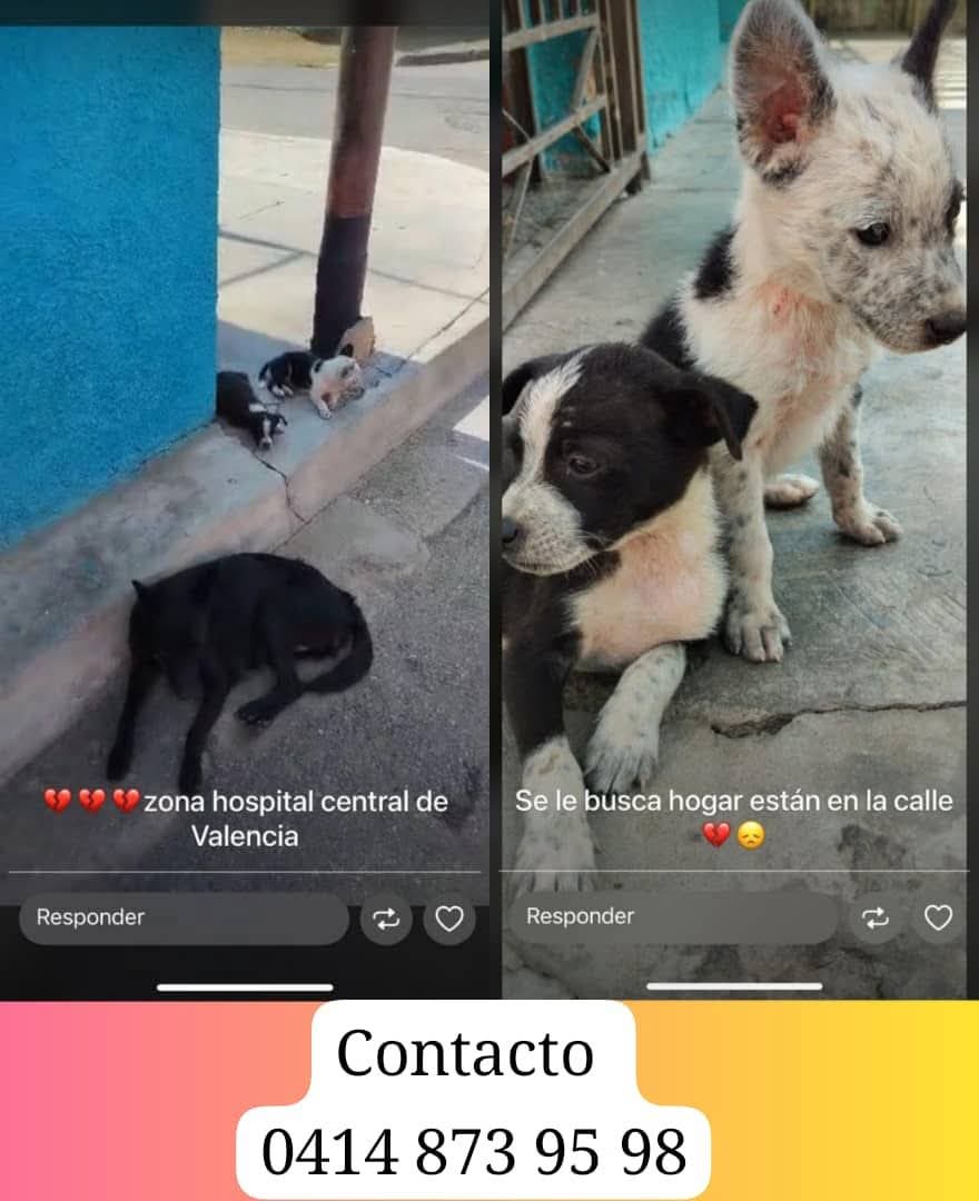 Estos perritos, la madre con sus cachorros, se encuentran en situación de abandono en el hospital central de Valencia necesitan ser rescatados y adoptados 👉🏽0414-8739598 contacto para ayudarlos. Carabobo