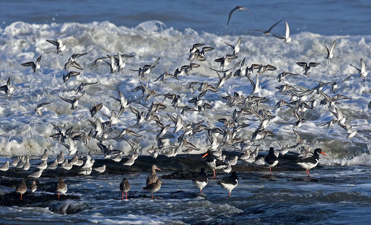 Natural Newbiggin tweet media