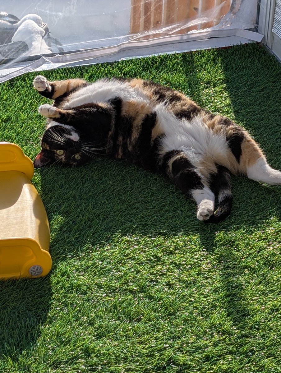 今日は天気も良くナナ姫ものんびり日向ぼっこ。かわいいぽんぽん見放題でした😊