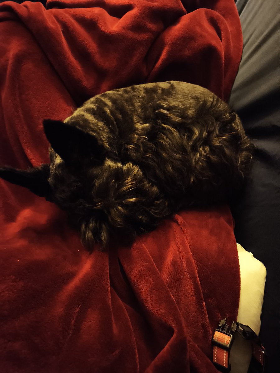 Book of Brin tweet media