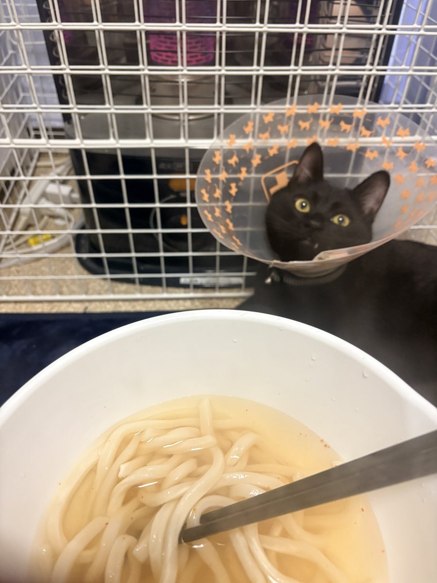 おはようございました
こちらストーブ点火待ち2名です

去勢オペから一夜明けて、蘭様はまだ若干出血してるものの地獄のハッスル大魔王ブルドーザーと化しております

昨日彼がいない間片付け部屋は既に大惨事に

俺、猫砂にまみれて生きて行く事にしたわ...
うどんの汁は涙の味...