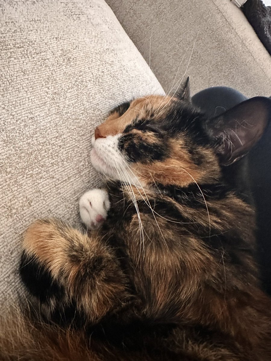 flowerthecatt's tweet photo. Snoozing https://t.co/p8FBrox4pZ