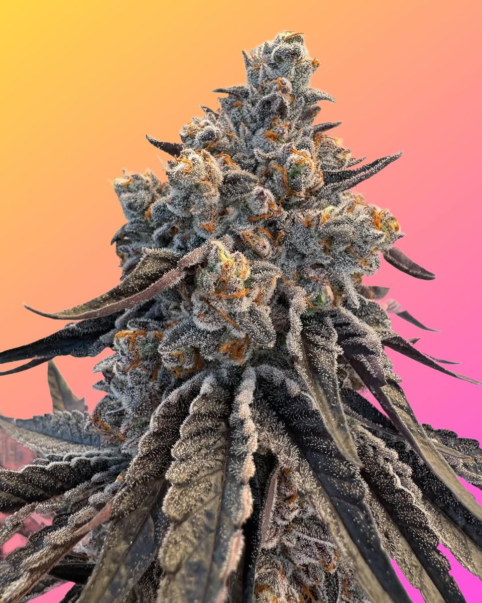 Gabrielcannabud's tweet photo. Boston Cream Pie (Georgia Pie x Project 4516) https://t.co/r9tHklPlIV