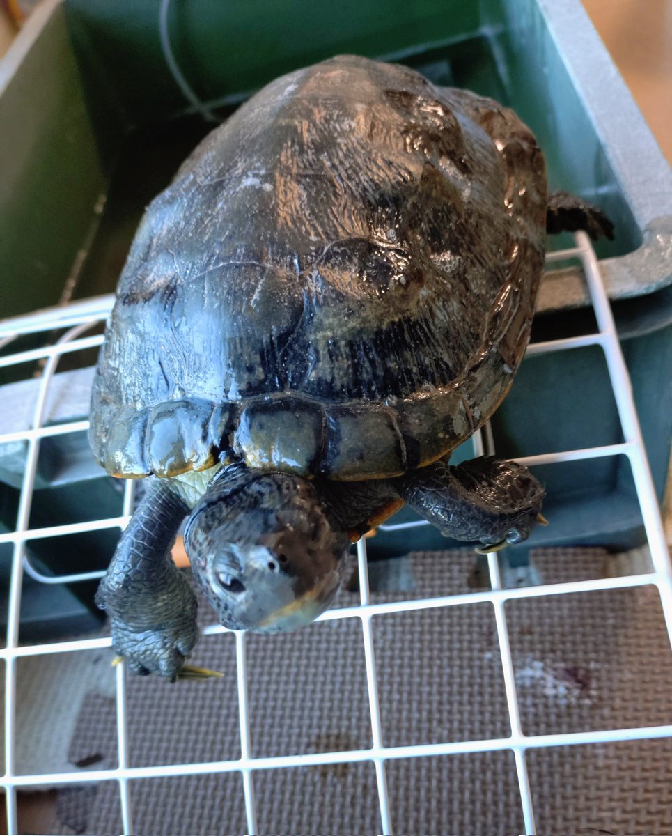 かめきち (@testudo216) / Posts / X