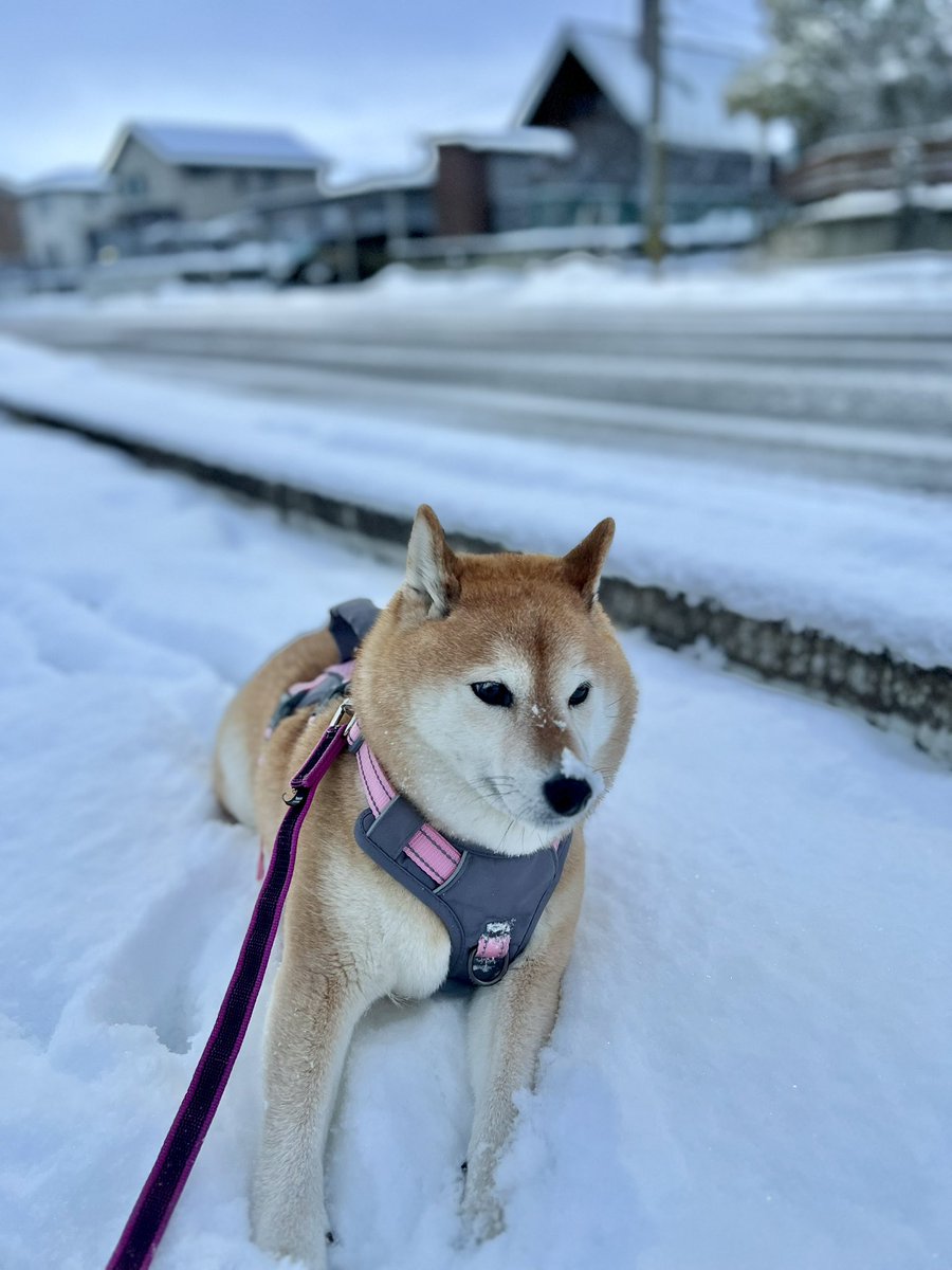 jajagi7jajagi's tweet photo. おはようございます。 https://t.co/8gnIWTVDhc