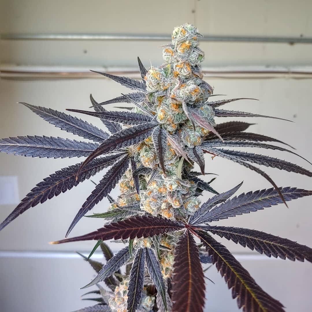 BIGQBUDS's tweet photo. Garlicane https://t.co/3JWq5jVXoD
