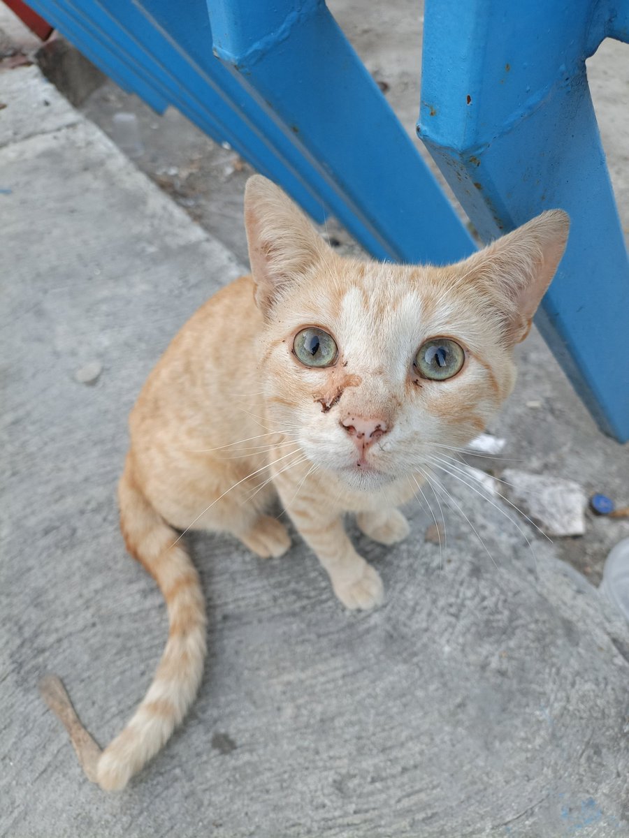 Les compré un potecito para el agua y bandejitas limpias, el gris no está muy bien casi no puede abrir los ojitos