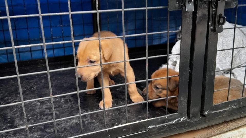 🐶 #Noticias || Rescataron a nueve cachorros en la zona sudoeste de #Rosario tras una denuncia vecinal tinyurl.com/ym6wuwuf