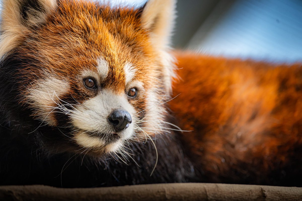 レッサーパンダかわいい