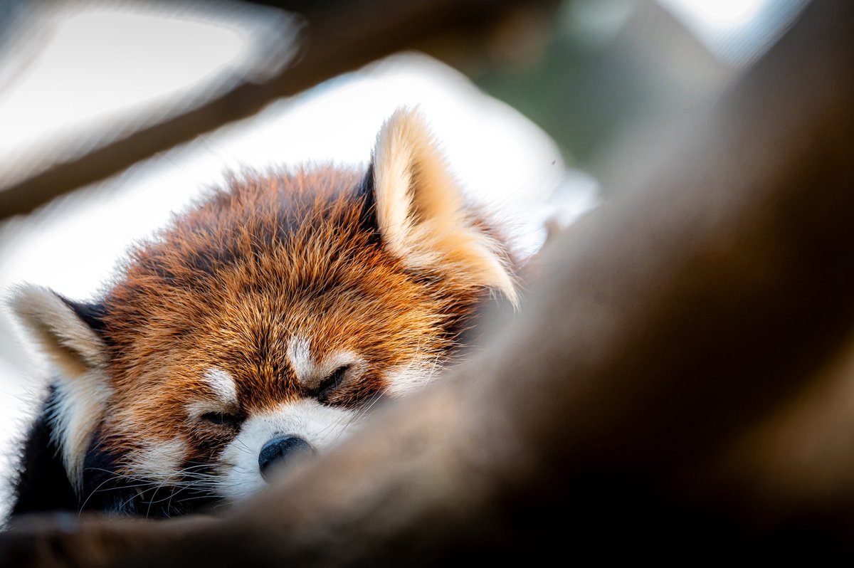 レッサーパンダかわいい