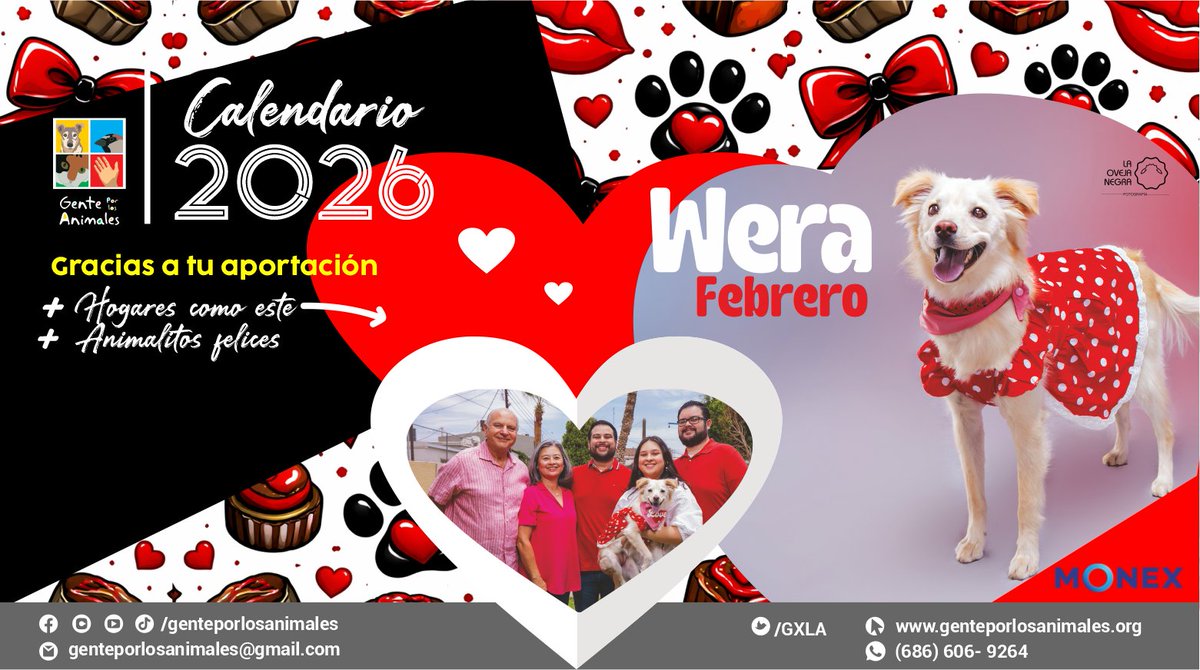#CalendarioGXLA En febrero 2026 conoce la historia de #Wera, rescatada afuera de una unidad deportiva. Muchas gracias a #Monex #Mexicali por su apoyo para esta edición del calendario ¡Adquiérelo y colabora con los #adoptables de #genteporlosanimales!