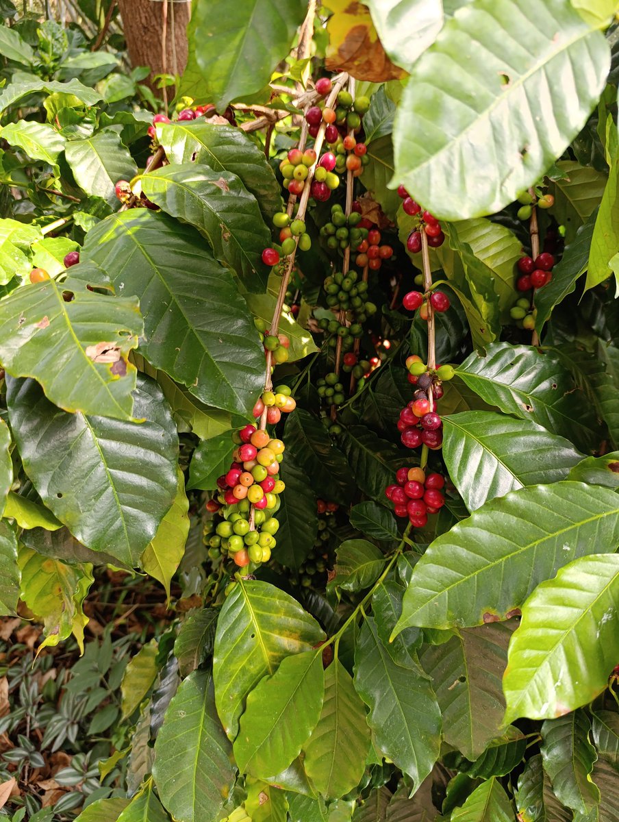 Marco Chavez Tinocco tweet media