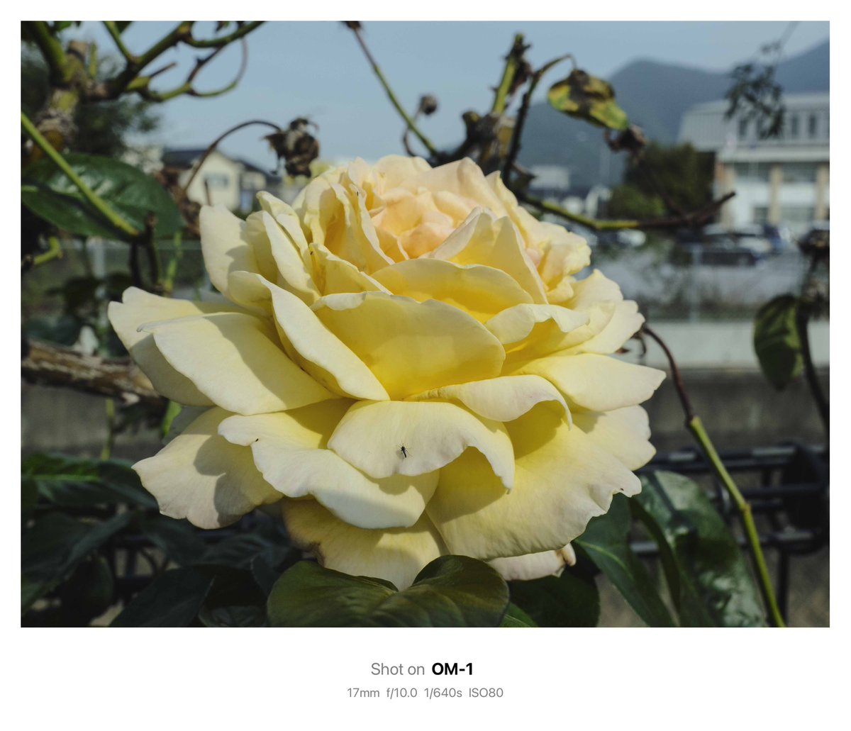 花 #薔薇 #農事センター #小倉 薔薇は二度咲く OM-1 M.ZUIKO 17mm F2.8
