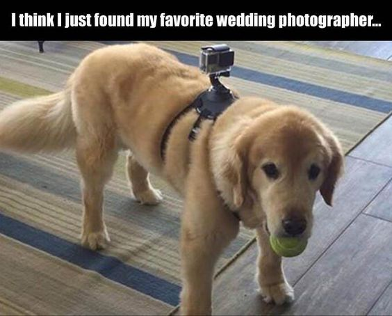 WholesomeMemes (@wholesomememe) on Twitter photo 