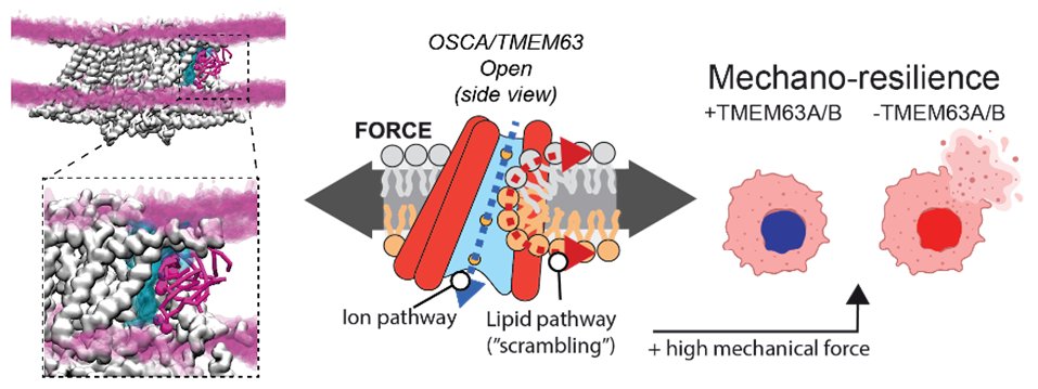 Corry Lab tweet media
