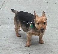 KeithOlbermann's tweet photo. SPIKE IS MISSING IN MASPETH:
Last seen at 56th Dr and 61st St, Maspeth. He's 12 years old, 17 pounds and chipped: 985112006105446. He's sightless, wearing a red collar. If you've seen or found him please call 888-466-3242 and PLEASE RT SPIKE! https://t.co/JCxxKHourV