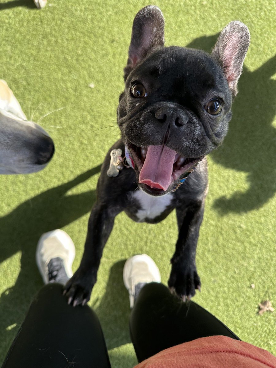 PawsandPawPaws's tweet photo. Happy Monday 🐶 https://t.co/cepe0mOjlE
