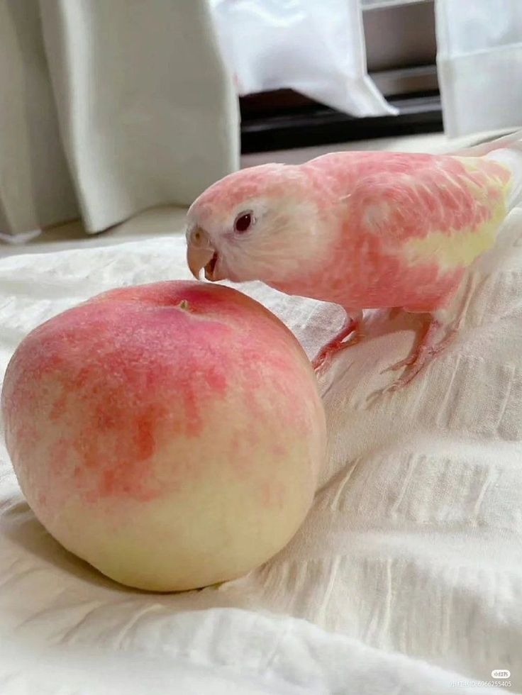 fairyprxncess's tweet image. 